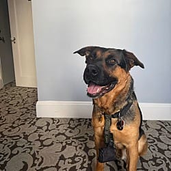 Photo of Moose, adoptable Shepherd (Unknown Type) Labrador Retriever in Boulder, Colorado