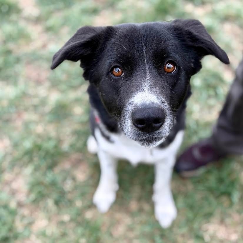 Photo of Emme Lou, adoptable Collie, Border in Glenwood Springs, Colorado
