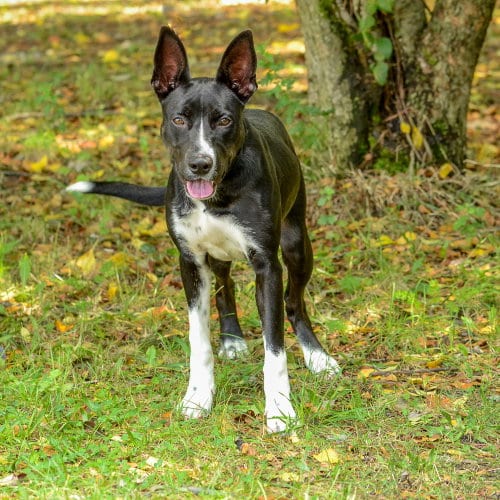 Photo of Pebbles, adoptable Border Collie in Brick, New Jersey