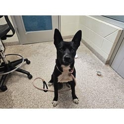 Photo of William, adoptable Border Collie Australian Cattle Dog in Pueblo, Colorado