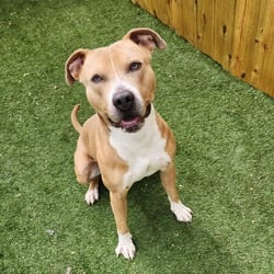 Photo of Chief JuM, adoptable American Pit Bull Terrier in Everett, Washington