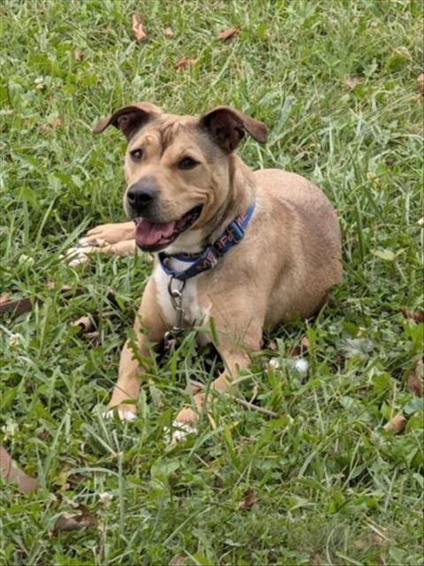 Photo of Justine, adoptable Labrador Retriever in Derwood, Maryland