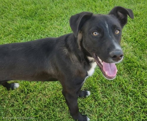 Photo of Texas, adoptable Labrador Retriever in Albuquerque, New Mexico