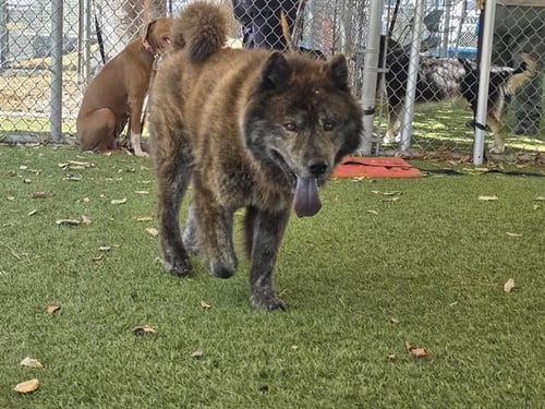 Photo of Tooz, adoptable Chow Chow in Downey, California