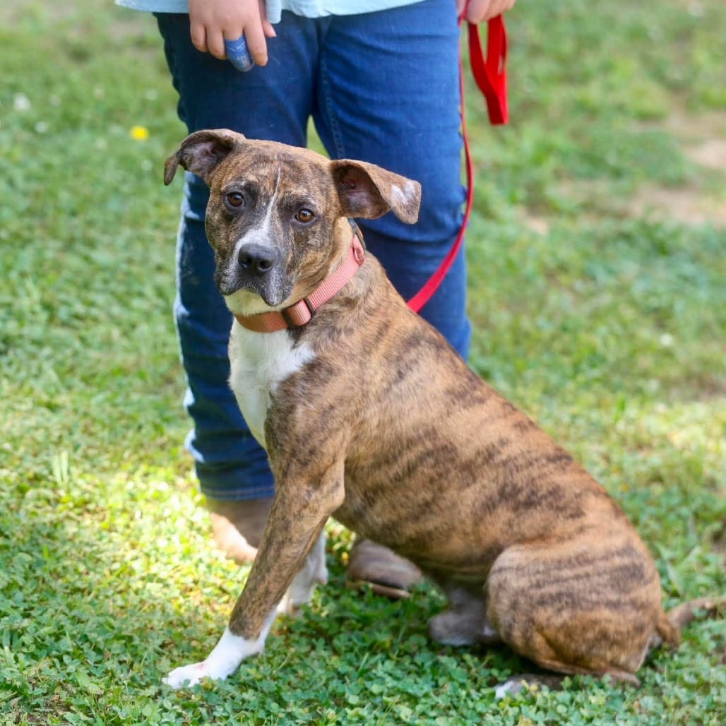 Photo of Tigger, adoptable Terrier, American Staffordshire / Mixed Breed (Medium) in Whitestone, New York