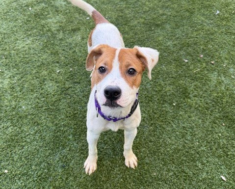 Photo of Poundcake, adoptable Pit Bull Terrier in Martinez, California
