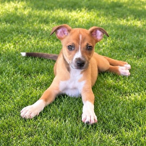 Photo of Gemma, adoptable Unknown breed in Rancho Santa Fe, California