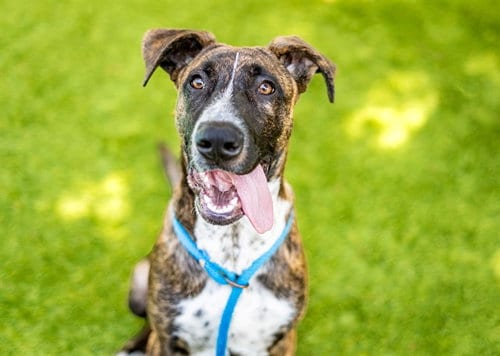 Photo of Joseph, adoptable Dutch Shepherd in San Jose, California