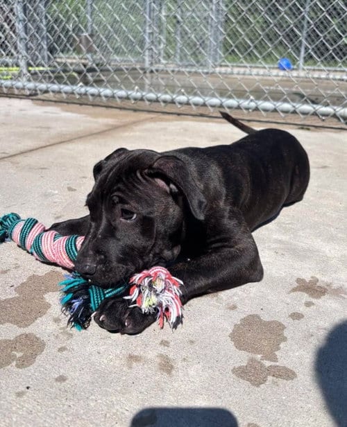 Photo of Pig, adoptable Labrador Retriever in Muskegon, Michigan