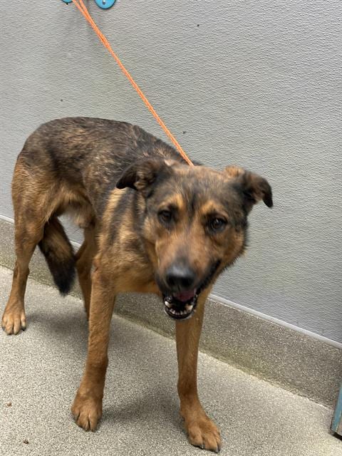 Photo of Chester, adoptable German Shepherd Dog in Las Vegas, Nevada