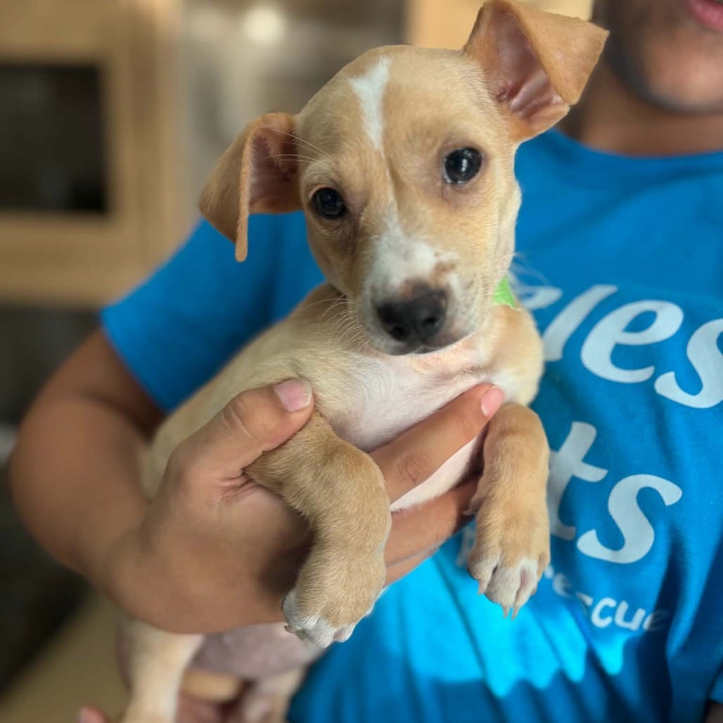 Photo of Emme - Chino Hills Location, adoptable Terrier / Mix