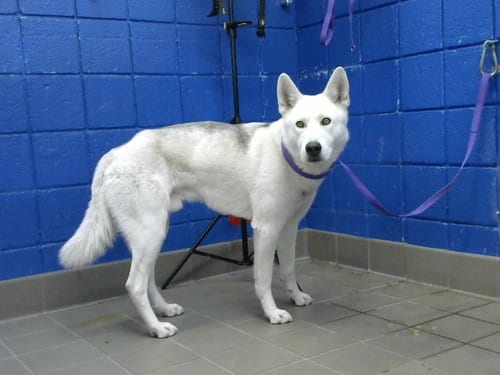 Photo of Natas, adoptable Husky in Albuquerque, New Mexico