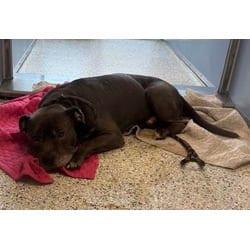 Photo of Solomon, adoptable American Pit Bull Terrier in Kansas City, Missouri