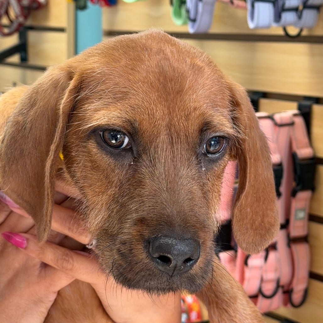 Photo of Poppy, adoptable Hound in Columbus, Georgia