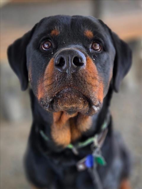 Photo of Paco, adoptable Rottweiler in Woodland, California