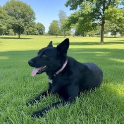 Photo of Jazzy, adoptable Australian Kelpie in Winchester, Virginia