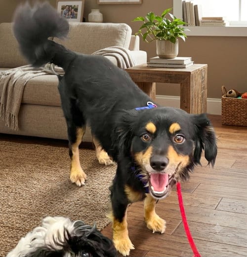 Photo of Rocky, adoptable Cocker Spaniel in Escondido, California