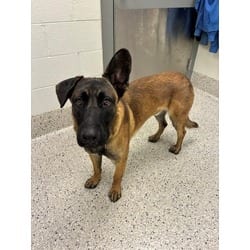 Photo of Chaco, adoptable Belgian Malinois in Brighton, Colorado