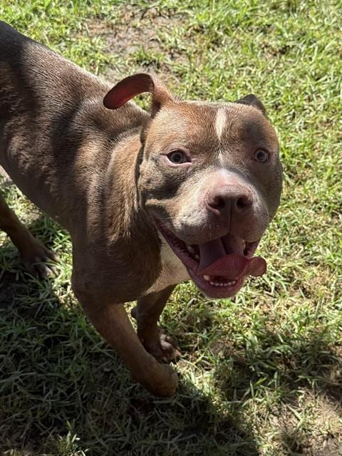 Photo of Stone, adoptable Pit Bull Terrier in Riverside, California