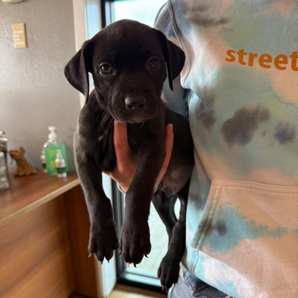 Photo of Ritz(Male), adoptable Mixed Breed (Medium) in Bend, Oregon