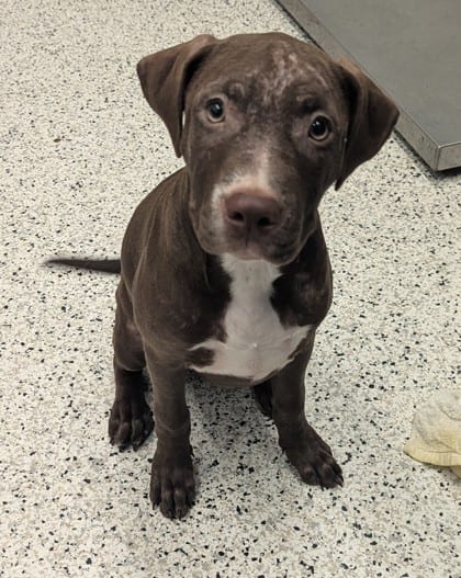 Photo of Fluff, adoptable dog in Atlanta, Georgia