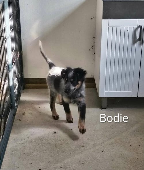 Photo of Bodie, adoptable Beagle in Stover, Missouri