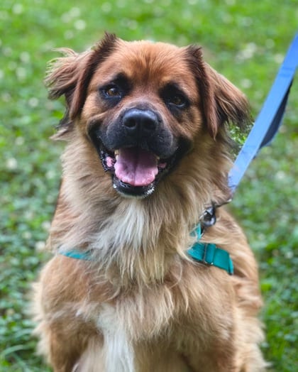 Photo of Pancake, adoptable Shepherd/Mix in Annapolis, Maryland