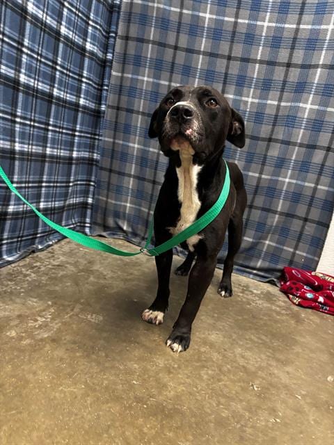 Photo of Shadow, adoptable American Staffordshire Terrier in Rosenberg, Texas