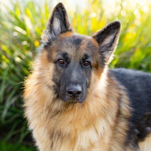 Photo of Chase, adoptable German Shepherd Dog in Camarillo, California