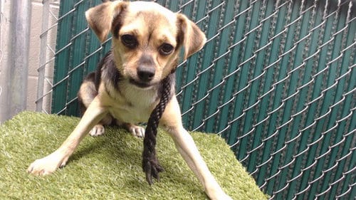 Photo of Luna, adoptable Chihuahua in Downey, California