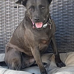 Photo of Sophie, adoptable Labrador Retriever Chihuahua in Newport Beach, California
