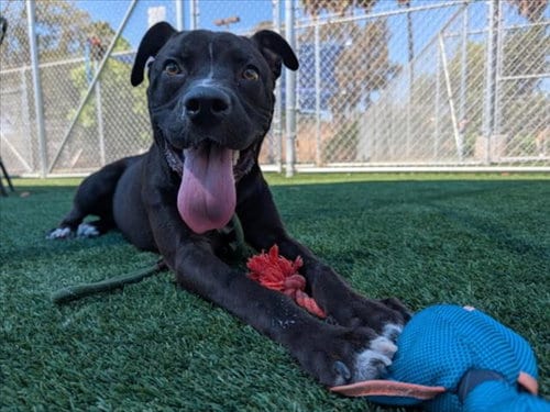 Photo of Poppy, adoptable Labrador Retriever in Los Angeles, California