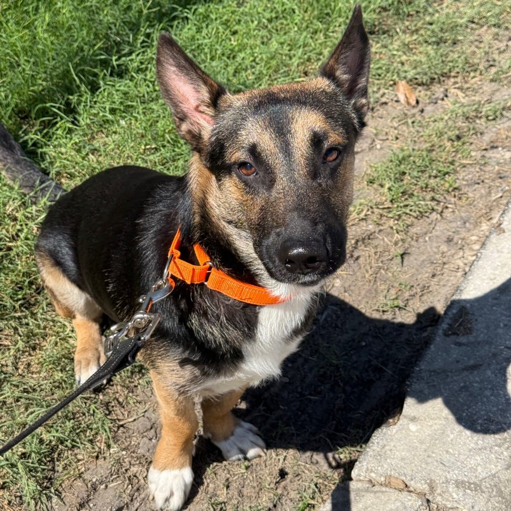 Photo of Hoagie, adoptable Corgi, Pembroke Welsh / Shepherd in San Antonio, Texas