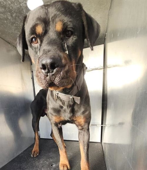 Photo of Ozzy, adoptable Rottweiler in San Antonio, Texas