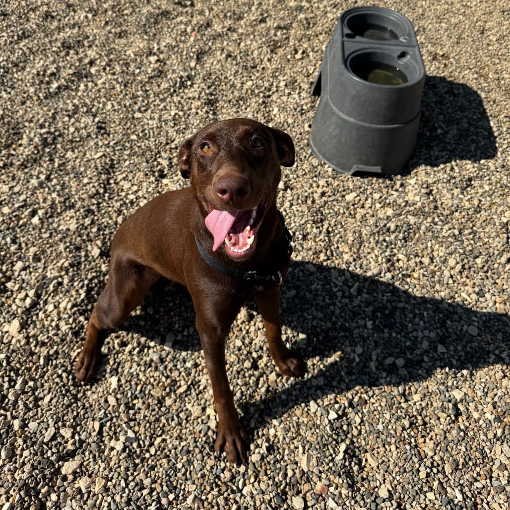 Photo of Nutella, adoptable Pinscher, Doberman / Retriever, Chocolate Labrador in Monticello, Iowa