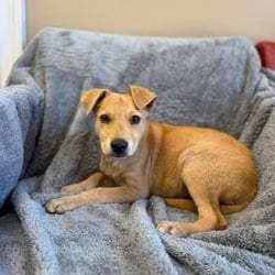 Photo of Buster, adoptable Mixed Breed (Medium) in Frederick, Maryland