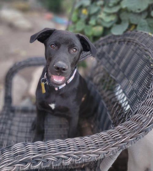 Photo of Elloweeze, adoptable Shepherd in Sandy, Utah