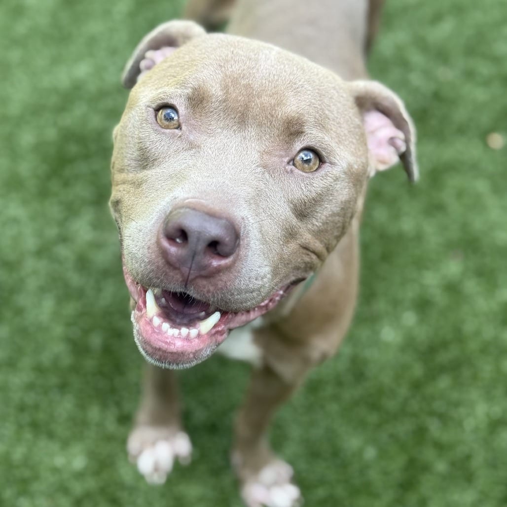 Photo of Motty, adoptable Terrier, Pit Bull in Greensboro, North Carolina