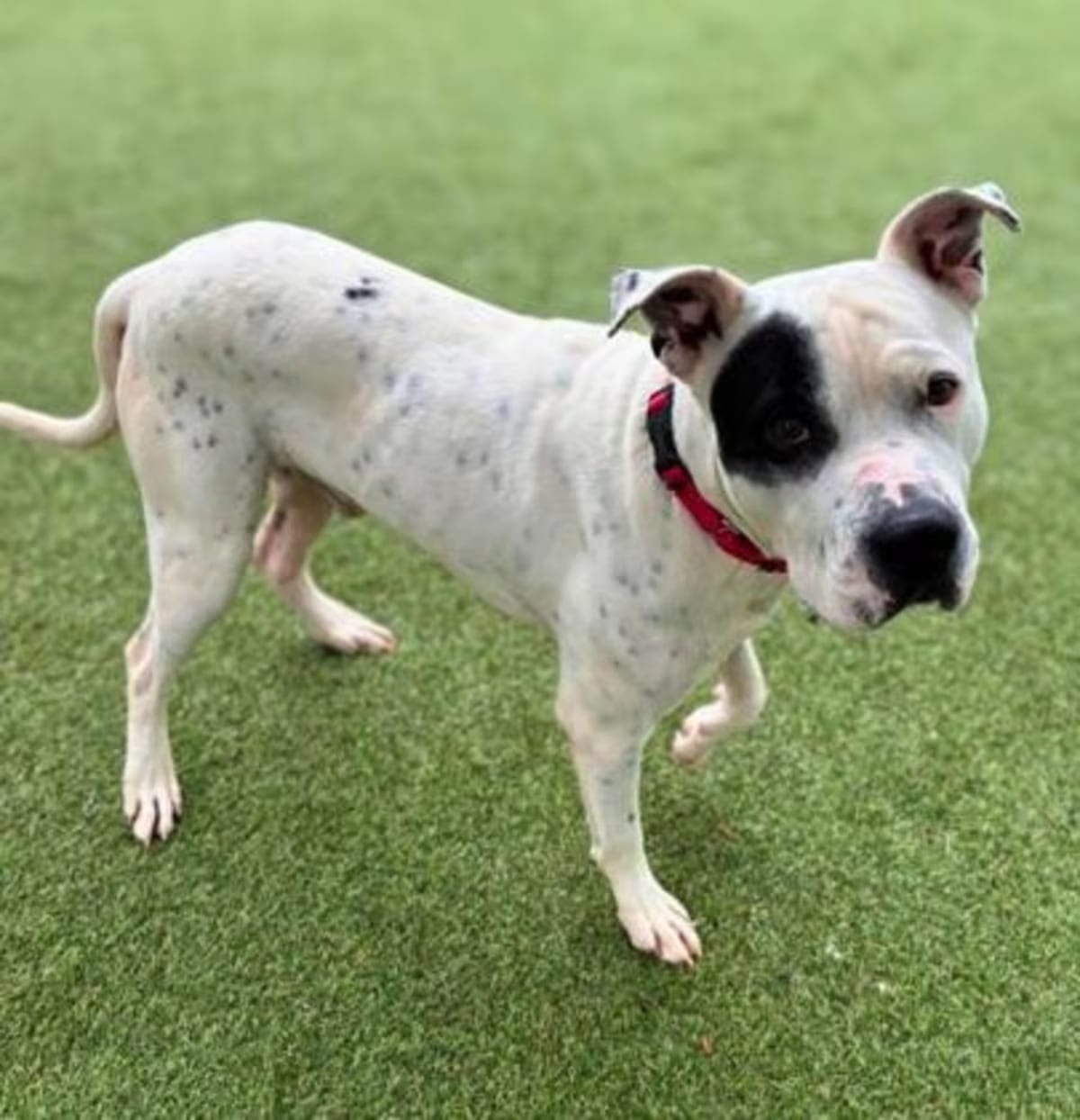 Photo of Petey, adoptable Terrier (Unknown Type, Medium) in Gastonia, North Carolina
