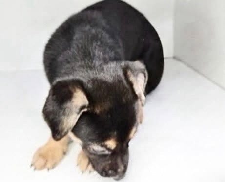 Photo of A661207, adoptable German Shepherd Dog in Houston, Texas