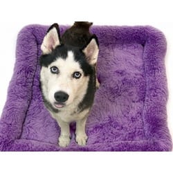 Photo of Callie, adoptable Husky in Ft Lauderdale, Florida