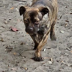 Photo of Kona, adoptable Chihuahua Dachshund in Riverview, Florida