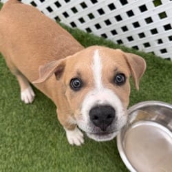 Photo of La Fofo Banana 7707, adoptable Mixed Breed (Medium) in Loxahatchee, Florida