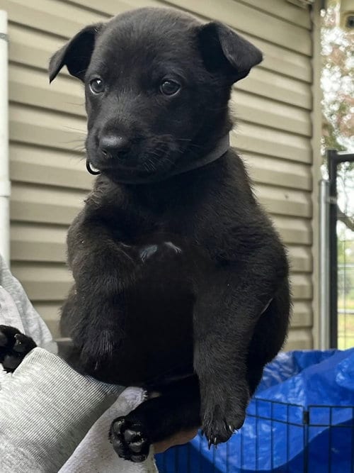 Photo of Charley, adoptable Labrador Retriever in Willingboro, New Jersey