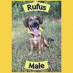 Photo of Rufus, adoptable Hound (Unknown Type) in East Hartford, Connecticut