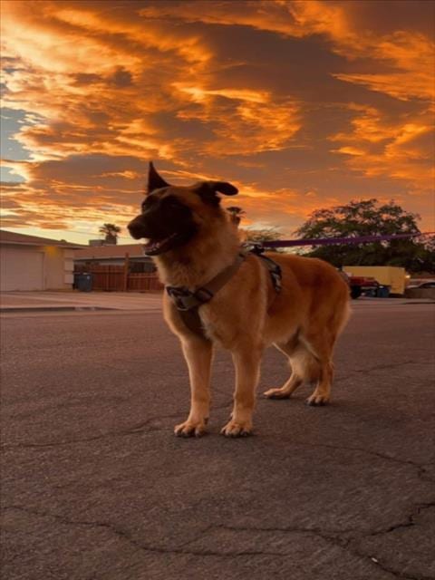 Photo of Thor, adoptable German Shepherd Dog in Las Vegas, Nevada