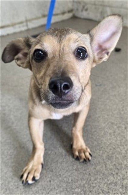 Photo of Diego, adoptable Chihuahua in San Bernardino, California