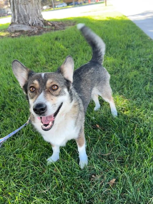 Photo of Sandy B, adoptable Corgi in Sandy, Utah