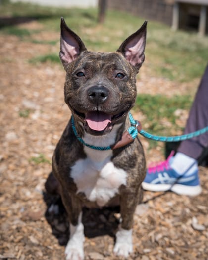 Photo of Gewels, adoptable dog in Chamblee, Georgia