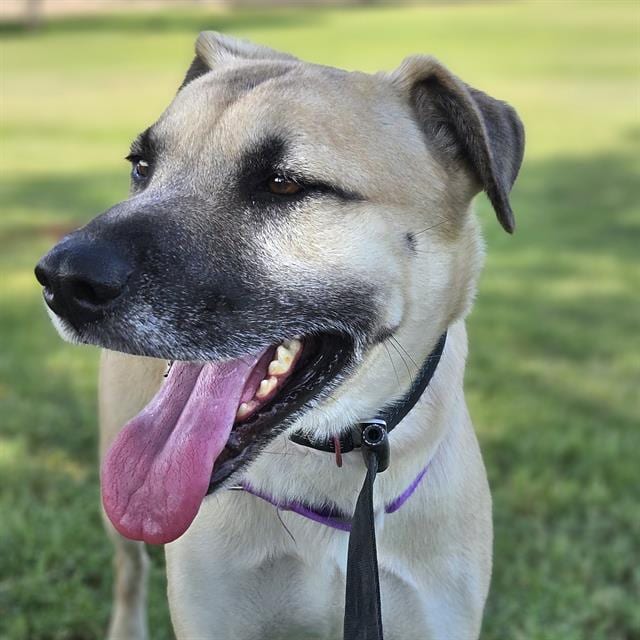 Photo of Saguaro, adoptable dog